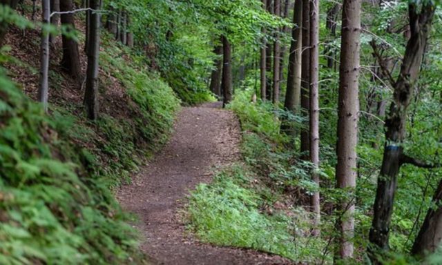 Piano di Assestamento Forestale